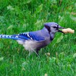 Bird, nature, bluejay — BalloniX meccaniche elementi chiave