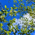 Tree, branch, blossom — Online Casino Liechtenstein Vergleich lohnt sich