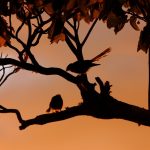 New zealand fantail, birds, silhouette — Vegastars Referral Program Earn 10 Percent Revenue Share