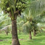 Coconut Development Board Recruitment