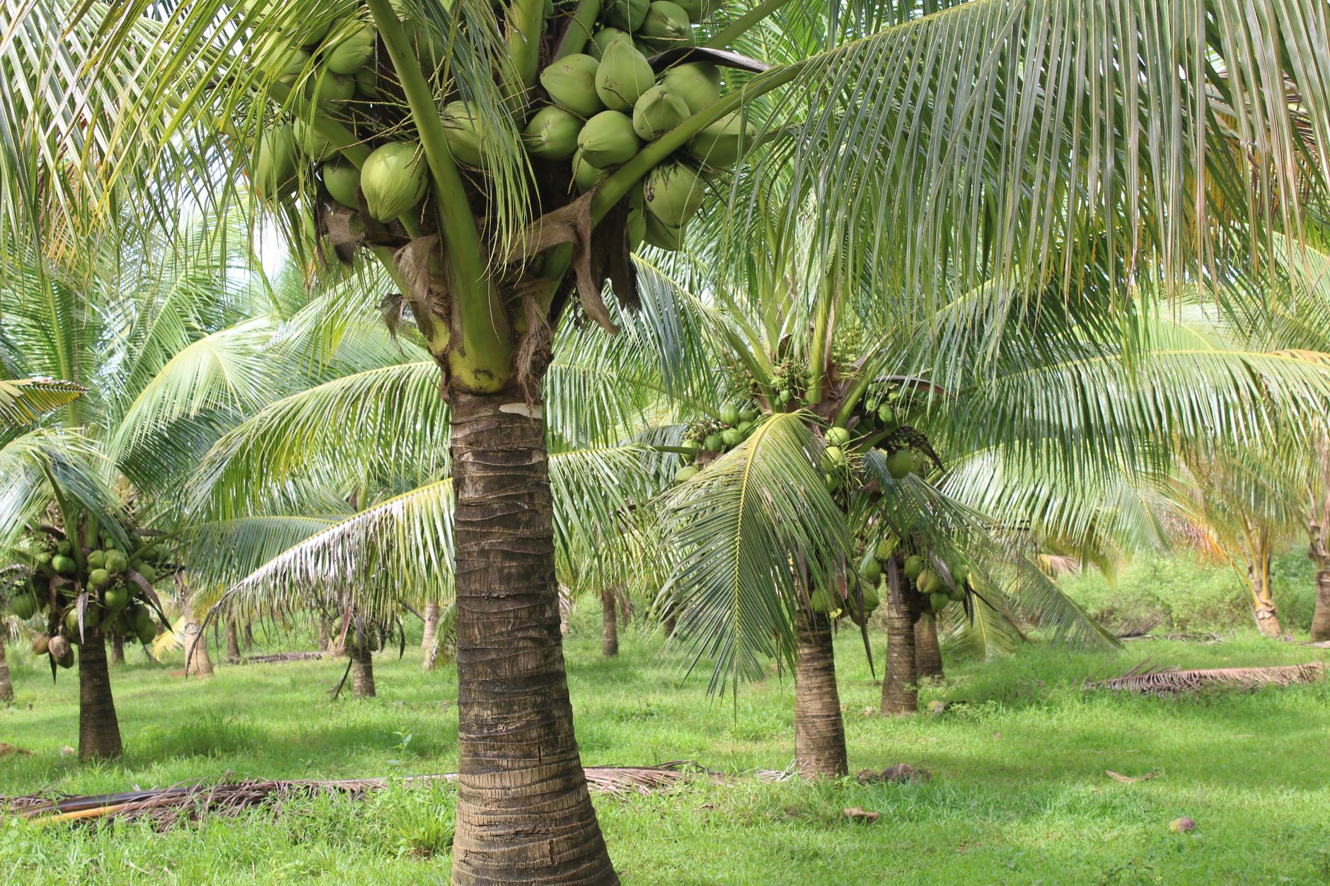 Coconut Development Board Recruitment